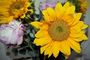 zonnebloem regeling, geel bloemen, tuin foto