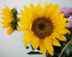 zonnebloem regeling, geel bloemen, tuin foto