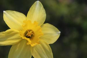 macro-opname van een gele bloem op een groene achtergrond foto
