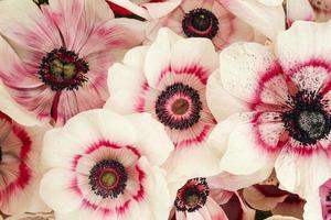 roze elegante bloem foto