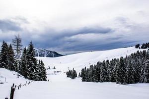 sneeuwlandschap met pijnbomen landscape foto
