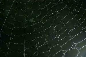 spinnenwebben met druppels na de ochtend- regen. foto