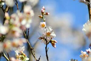 een dichtbij omhoog van een bloem met de woord kers Aan het foto