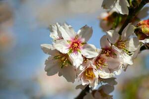 een dichtbij omhoog van een bloem met de woord kers Aan het foto