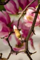 bloeiende magnolia in lentebloemen aan een boom tegen een helderblauwe lucht foto