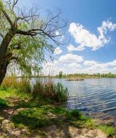 panoramalandschap op een zomerdag aan een meer met rietbomen en een blauwe lucht met wolken foto