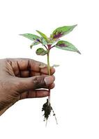 een hand- houden hanekam bloem boom fabriek met PNG transparant achtergrond natuur fabriek gebladerte foto