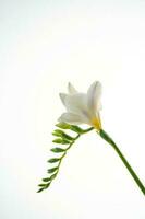 wit freesia bloem Aan een wit achtergrond. foto