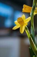 geel narcissen Aan een wazig achtergrond. mooi bloemen. foto