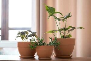 drie plantenbakken met bloemen Aan de achtergrond van de huis interieur. foto