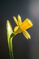 geel narcissen Aan een wazig achtergrond. mooi bloemen. foto