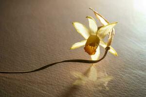 een droog narcis bloem Aan een beige achtergrond. foto
