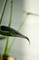 een groen blad van een kamerplant in detailopname. foto