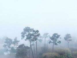 mystiek mist gedekt de stil stad. de nevel stil heuvel en Woud. wit nevel tussen de bomen. foto