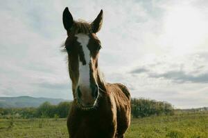 paard in de veld- natuur aan het eten gras landschap foto