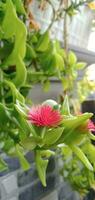 natuur fotografie - baby zon roos bloem foto