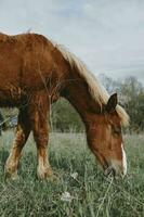 paard in de veld- natuur landschap reizen foto