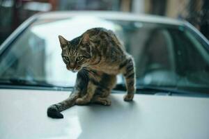 straat kat zit Aan een auto Aan de straat en likt wol, dier onderdak foto