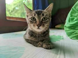 portret van een kat ontspannende Aan de bed foto