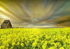 huis en geel bloemen in een veld- met wolken foto