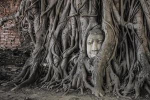 boeddha hoofd in ayutthaya foto