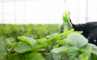 wetenschappers zijn injecteren voedingsstof water op aardbei bladeren. in de Gesloten aardbei tuin foto