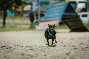 schattig miniatuur pinscher hond is rennen en jumping Aan de zand Aan de opleiding grond foto