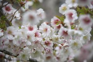 witte bloesems aan een kornoeljeboom in de lente foto