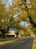 mooi herfst seizoen stadsgezicht gedaald bladeren in de hoogte van herfst naar vastleggen de levendig geel van de ginkgo boom langs de weg in albury, nieuw zuiden Wales, Australië. foto