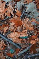 bruine bladeren en dennenappel in het winterseizoen foto