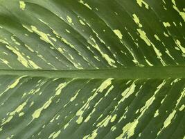 natuurlijk groen blad structuur achtergrond foto