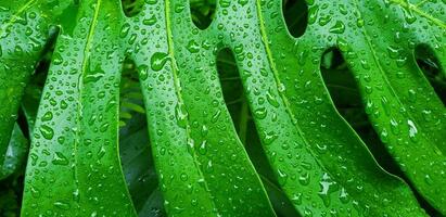 dichtbij omhoog water laten vallen Aan tropisch groen blad na regenen dag. abstract kunst en natuur achtergrond. de wetenschappelijk naam van boom is monstera heerlijk. natuurlijk behang en vers. foto