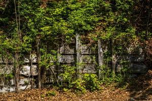 houten hek bedekt met groen foto
