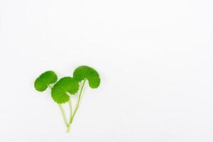 top visie Aan tafel centella asiatica bladeren met geïsoleerd Aan wit achtergrond foto