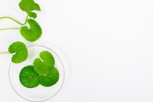 top visie Aan tafel centella asiatica bladeren met geïsoleerd Aan wit achtergrond foto