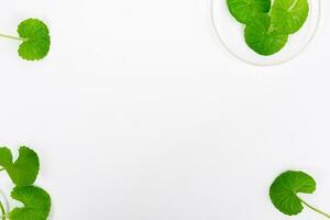 top visie Aan tafel centella asiatica bladeren met geïsoleerd Aan wit achtergrond foto