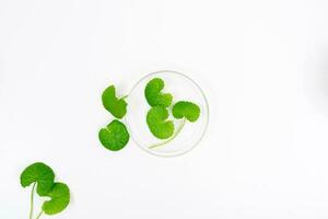 top visie Aan tafel centella asiatica bladeren met geïsoleerd Aan wit achtergrond foto