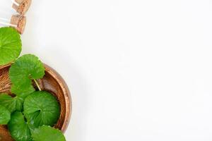 top visie Aan tafel centella asiatica bladeren met geïsoleerd Aan wit achtergrond foto