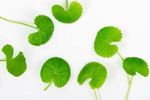 top visie Aan tafel centella asiatica bladeren met geïsoleerd Aan wit achtergrond foto