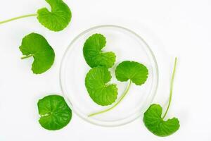 top visie Aan tafel centella asiatica bladeren met geïsoleerd Aan wit achtergrond foto