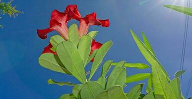 adenium of woestijn roos bloemen bloeiend in de tuin blauw lucht achtergrond foto