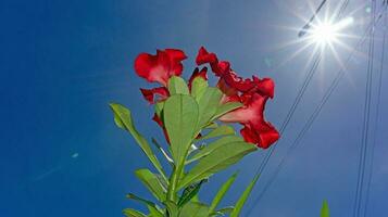adenium of woestijn roos bloemen bloeiend in de tuin blauw lucht achtergrond foto