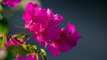 roze bougainvillea glabra kieskeurig bloeiend in de tuin foto