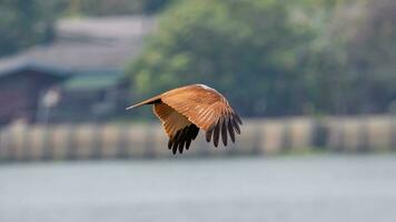 brahmaan vlieger vliegend in de lucht in natuur van Thailand foto