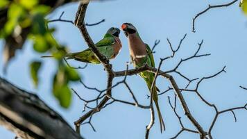 psittacula alexander, rood borsten parkiet neergestreken Aan boom foto