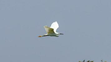 zilverreiger vliegend in naar de blauw lucht foto