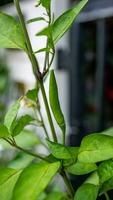 chili paprika's bloeiend in de tuin foto