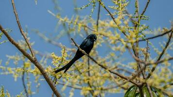 zwart drongo neergestreken Aan boom foto