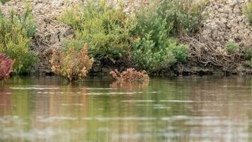 suède maritima in de zout veld. foto