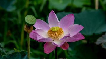 roze lotus bloem bloeiend in de vijver foto